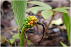Arisaema tortuosum